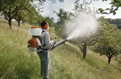 Hogyan kell kezelni a fák és bokrok a tavasz, hasznos tippeket, dachasadovnika