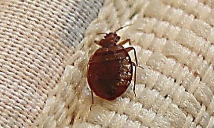 A bogarak, emberre veszélyes (bogarak) A bogarak az emberre veszélyes