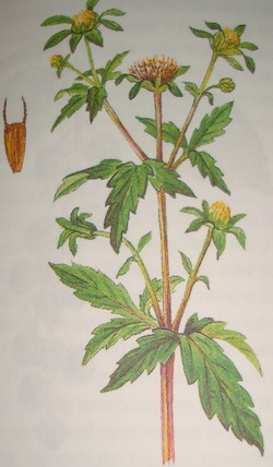 Bidens Tripartita