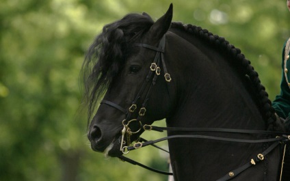 Чорна перлина - фризька кінь - домашні тварини