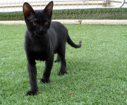 Fekete macska keres egy család