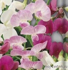 Bărbața este lăptucită, sau rangul este cu flori mari (lathyrus latifolius sau lathyrus megalanthus),