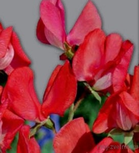 Чину широколиста, або чину крупноквіткова (lathyrus latifolius, або lathyrus megalanthus), мій