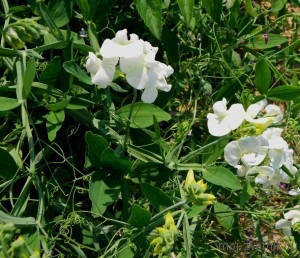 Bărbața este lăptucită, sau rangul este cu flori mari (lathyrus latifolius sau lathyrus megalanthus),