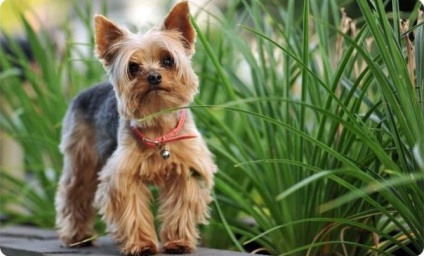 Chihuahua Yorkshire terrier - gallér, hogy kiválassza a Yorkshire terrier (a) Chihuahua Yorkshire terrier - gallér, hogy kiválassza a Yorkshire terrier