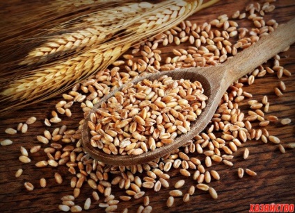 Що таке жито і як її виростити