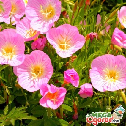 Virág ligetszépe fajtaleírási, ültetés és gondozás