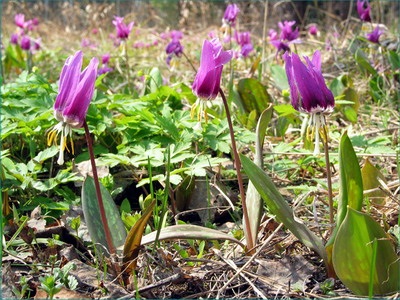 Descrierea florilor Kandyk (eritroni), plantare și îngrijire - enciclopedia de flori