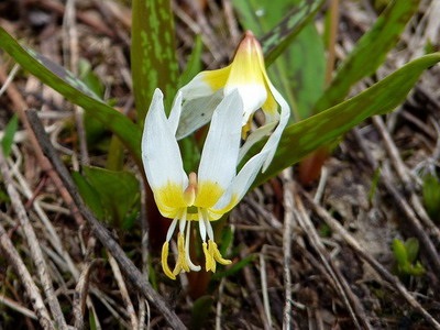 Descrierea florilor Kandyk (eritroni), plantare și îngrijire - enciclopedia de flori