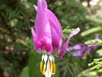 Descrierea florilor Kandyk (eritroni), plantare și îngrijire - enciclopedia de flori