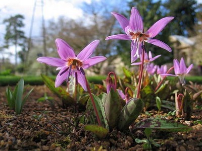 Descrierea florilor Kandyk (eritroni), plantare și îngrijire - enciclopedia de flori