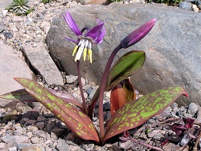 Квітка кандик (Ерітроніум) опис, посадка і догляд - енциклопедія квітів