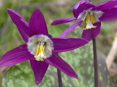 Квітка кандик (Ерітроніум) опис, посадка і догляд - енциклопедія квітів