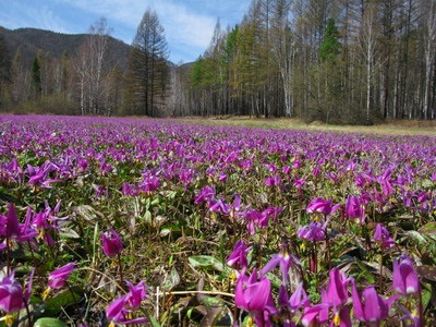 Descrierea florilor Kandyk (eritroni), plantare și îngrijire - enciclopedia de flori