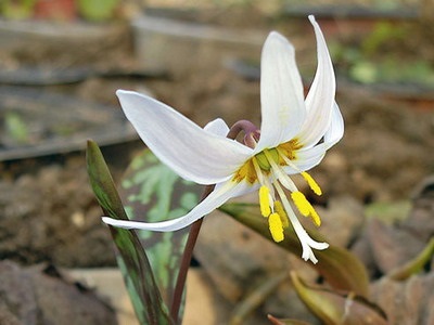 Descrierea florilor Kandyk (eritroni), plantare și îngrijire - enciclopedia de flori