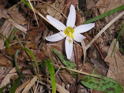 Descrierea florilor Kandyk (eritroni), plantare și îngrijire - enciclopedia de flori