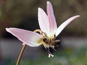 Квітка кандик - посадка і догляд пересадка, грунт, розташування