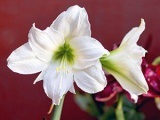 Квітка кандик - посадка і догляд пересадка, грунт, розташування