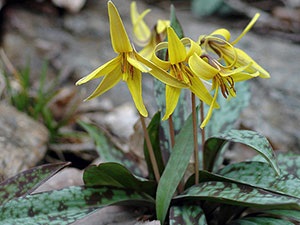 Erythronium virág - ültetés és gondozás szervátültetések, a talaj, a hely