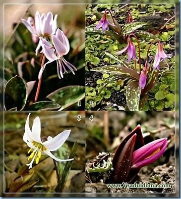 Квітка кандик (собачий зуб, Ерітроніум) - посадка та догляд, сорти і фото, сайт про сад, дачі і