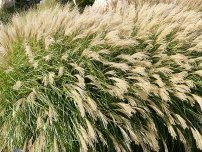 Plante decorative în grădina Miscanthus, pennisetum, pinnacle, flori în grădină (gospodărie)