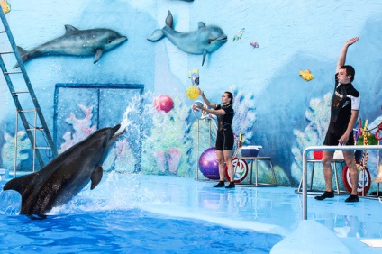 Dolphinarium 