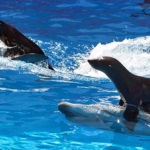 Dolphinarium din Alushta