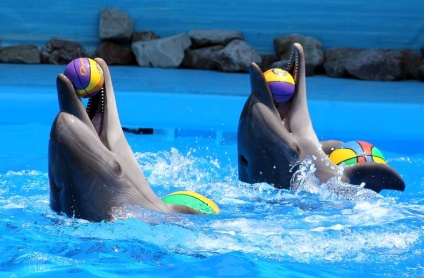 Dolphinarium din Alushta