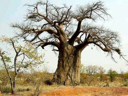 дерево баобаб