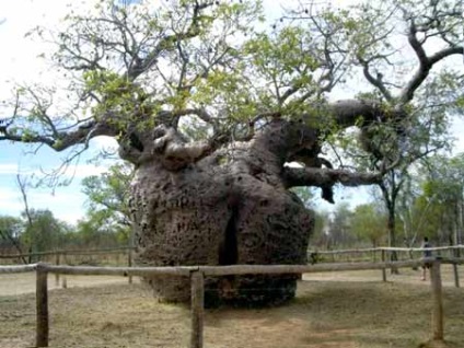 дерево баобаб