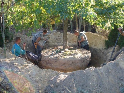 Arborele speciilor de dimensiuni mari, trăsături de plantare