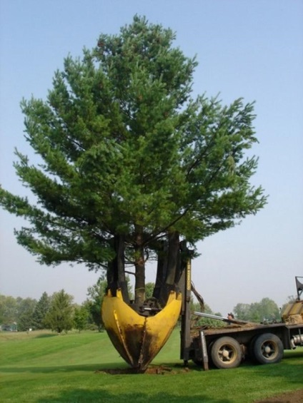 Дерева крупномери види, особливості посадки
