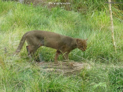 Vadállatok Jaguarundi - ragadozó emlős a macska család