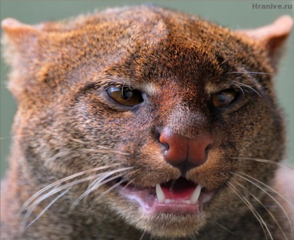 Pisici sălbatice Jaguarundi - mamifer predator din familia pisicilor