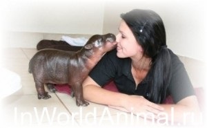 Otthon Hippo, az állatvilágban