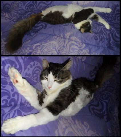 Pisica cu două picioare anakin a împlinit 1 an