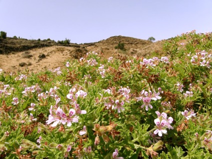 Ulei esențial de geranium