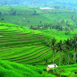 Utak Balin