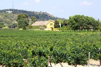 Turul torreselor din fabrica de vin din Catalonia