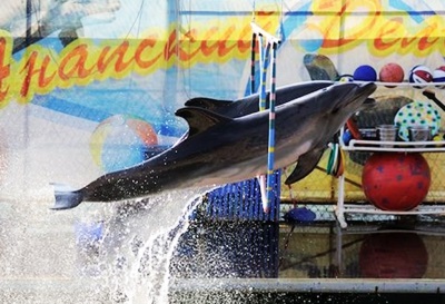 Екскурсія в дельфінарій Утріш, розклад і ціни - відпочинок в анапе 2017, приватний сектор