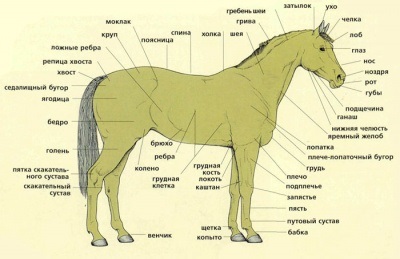 Exteriorul de cai (forma fizică și dimensiunile cailor) și fotografii, zoodom