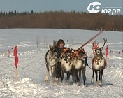 Ці олені можуть розігнатися до 100 кілометрів на годину