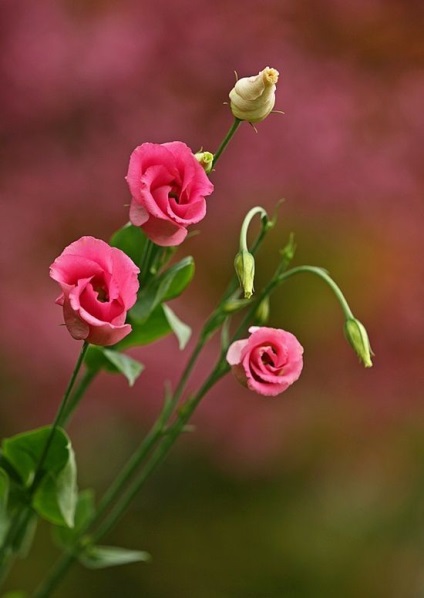 Eustoma (lisianthus) ültetés és gondozás