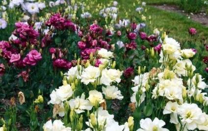 Eustoma (lisianthus) ültetés és gondozás