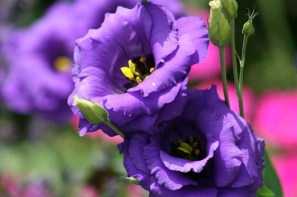 Eustoma (lisianthus) plantare și îngrijire