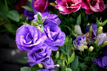 Eustoma (lisianthus) plantare și îngrijire