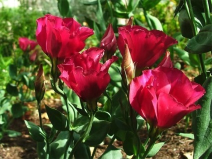 Eustoma (lisianthus) ültetés és gondozás