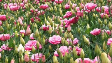 Eustoma (lisianthus) ültetés és gondozás