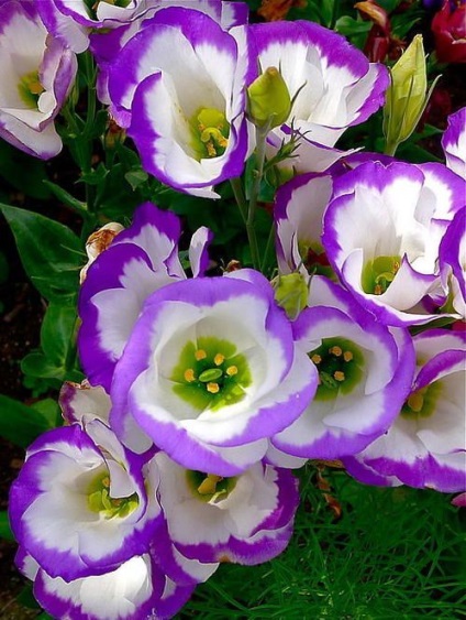 Eustoma (lisianthus) plantare și îngrijire