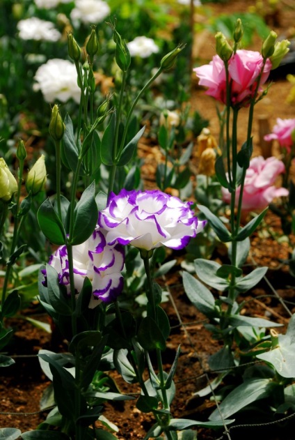 Eustoma (lisianthus) plantare și îngrijire